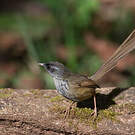Prinia des collines