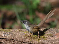 Prinia des collines