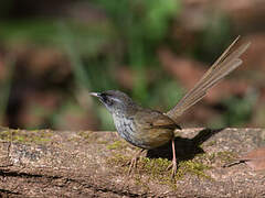 Hill Prinia