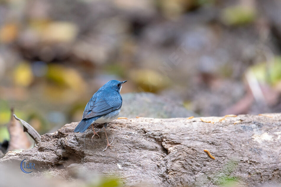 Siberian Blue Robin