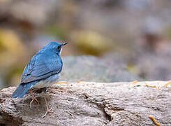 Siberian Blue Robin