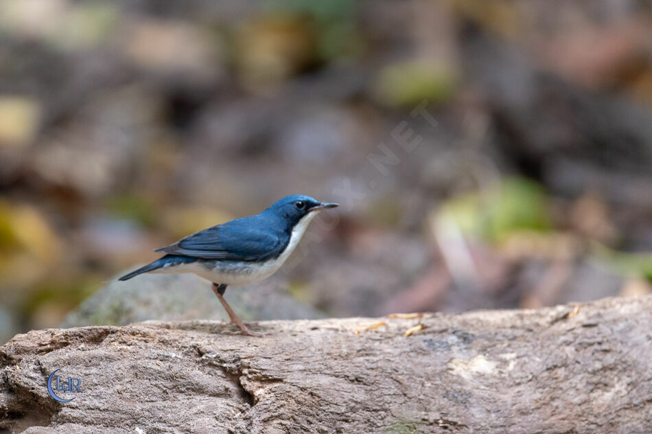 Siberian Blue Robin