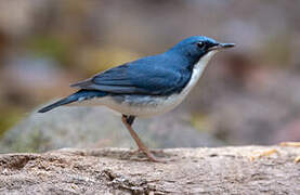 Siberian Blue Robin