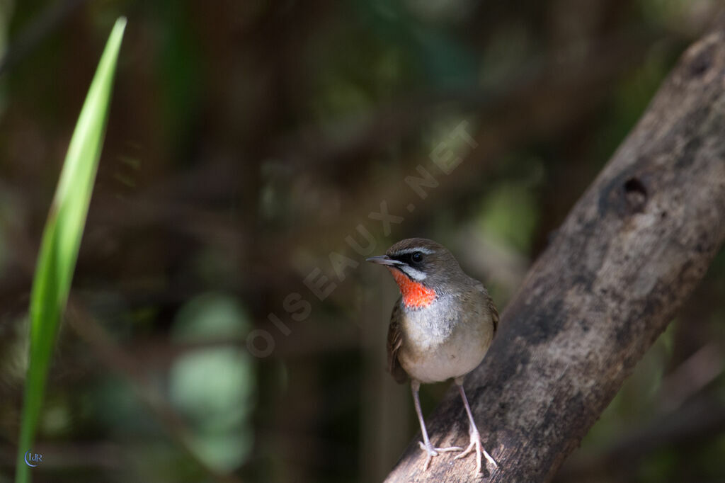 Siberian Rubythroat