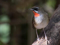 Siberian Rubythroat