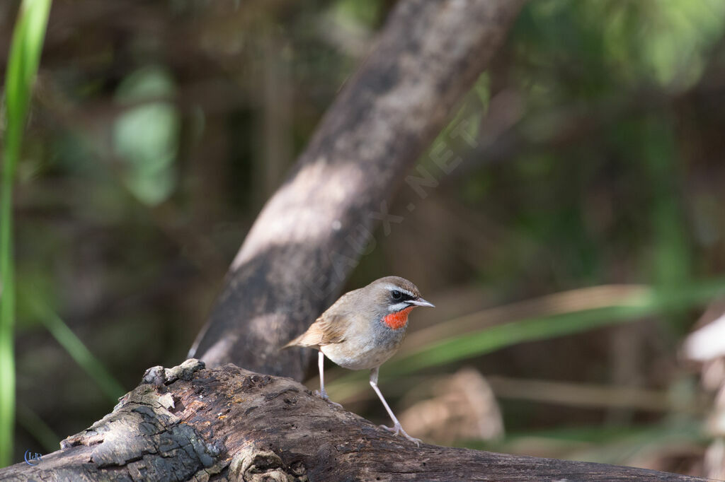 Siberian Rubythroat