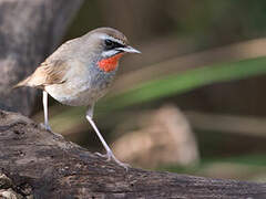 Siberian Rubythroat