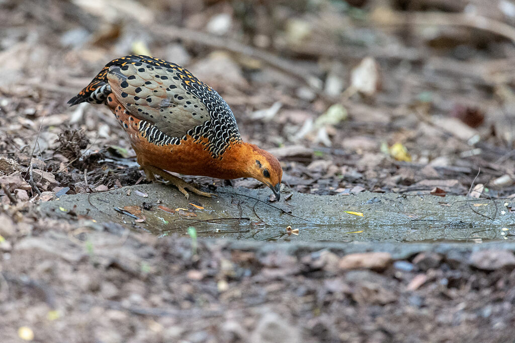Ferruginous Partridge male