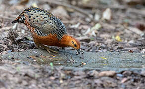 Ferruginous Partridge