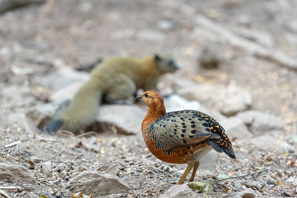Ferruginous Partridge female