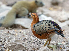 Ferruginous Partridge