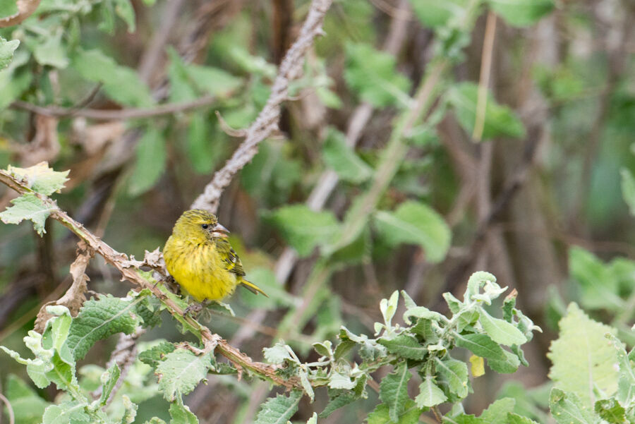 Serin d'Abyssinie