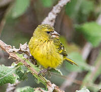 Serin d'Abyssinie