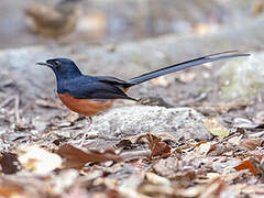 White-rumped Shama