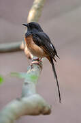 White-rumped Shama