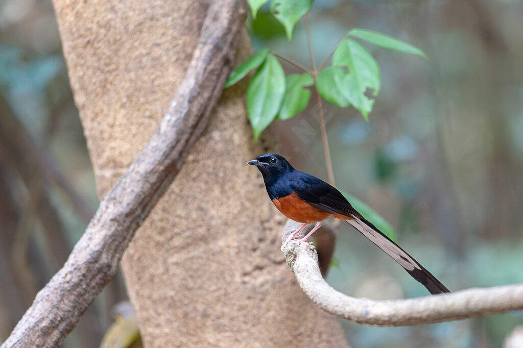 White-rumped Shama