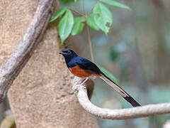 White-rumped Shama