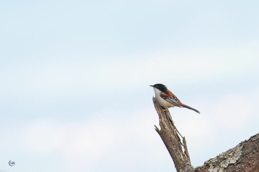 Rufous-backed Sibia