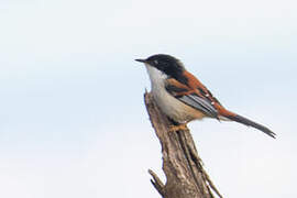 Rufous-backed Sibia