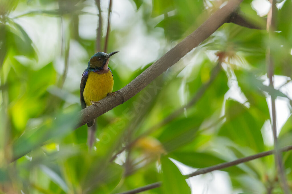 Brown-throated Sunbird