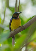 Brown-throated Sunbird