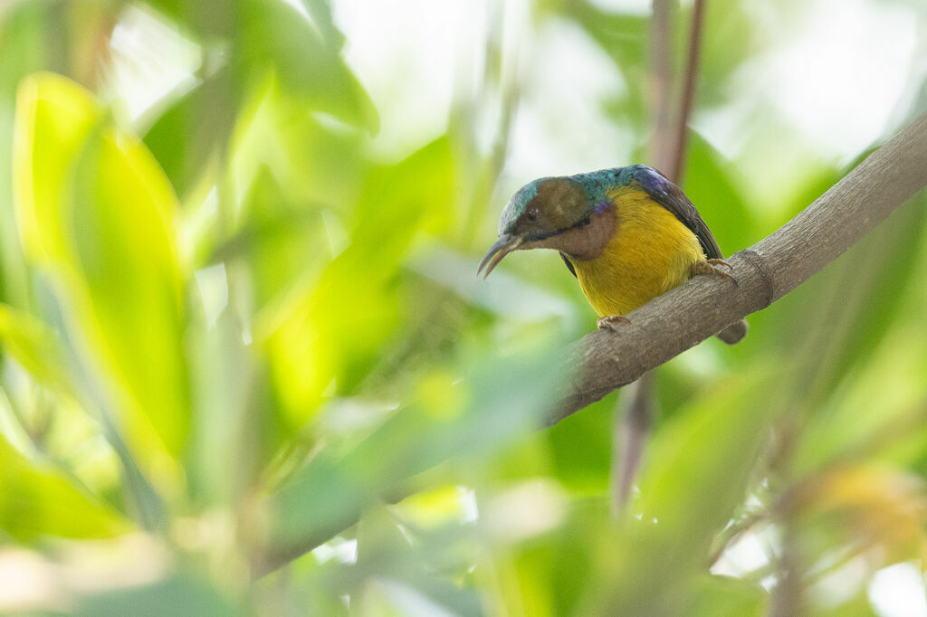 Brown-throated Sunbird male adult