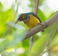 Brown-throated Sunbird