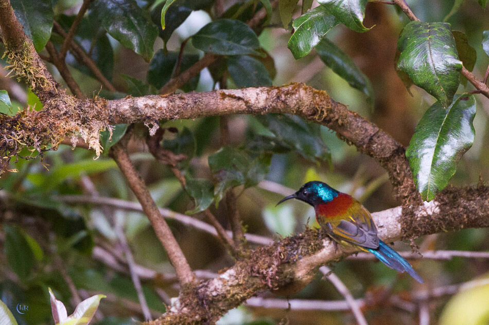 Green-tailed Sunbird male