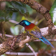 Green-tailed Sunbird