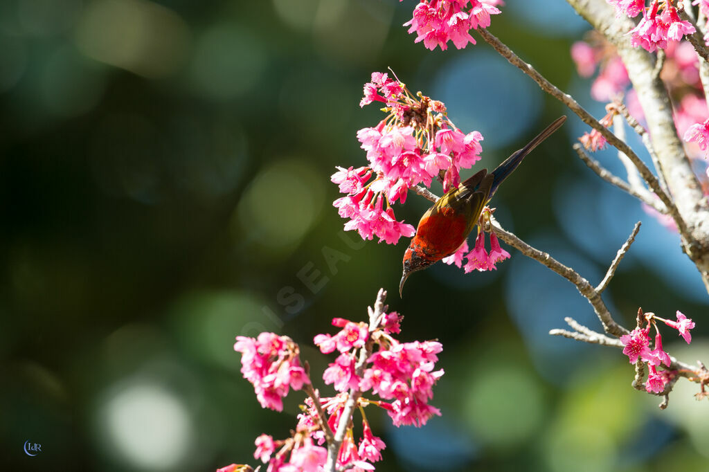 Mrs. Gould's Sunbird