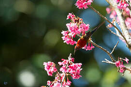 Mrs. Gould's Sunbird