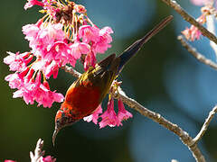 Mrs. Gould's Sunbird