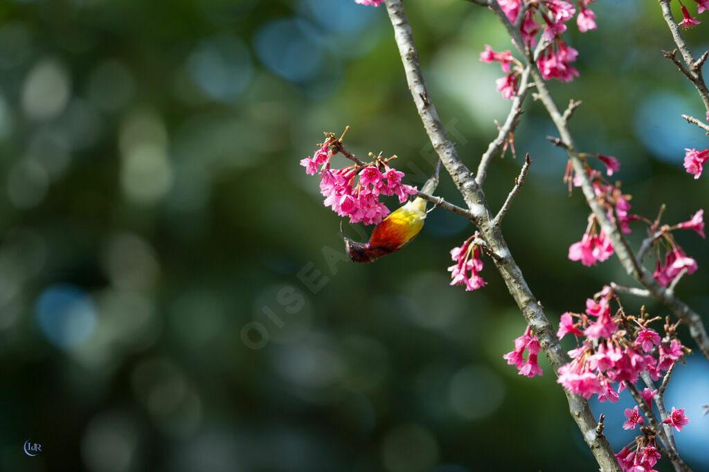 Mrs. Gould's Sunbird