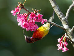 Mrs. Gould's Sunbird