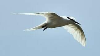 Black-naped Tern