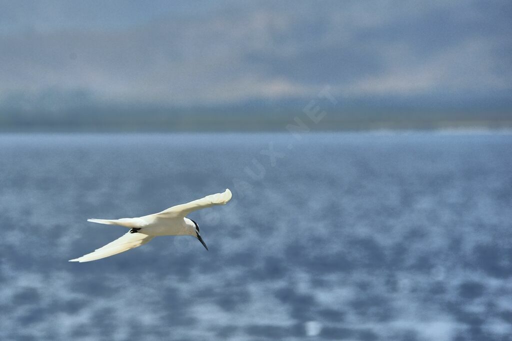 Black-naped Tern