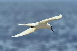 Black-naped Tern