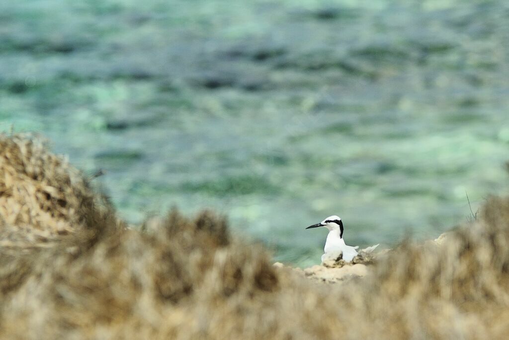 Black-naped Tern