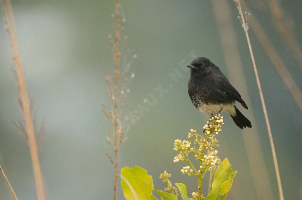 Pied Bush Chat