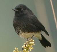 Pied Bush Chat