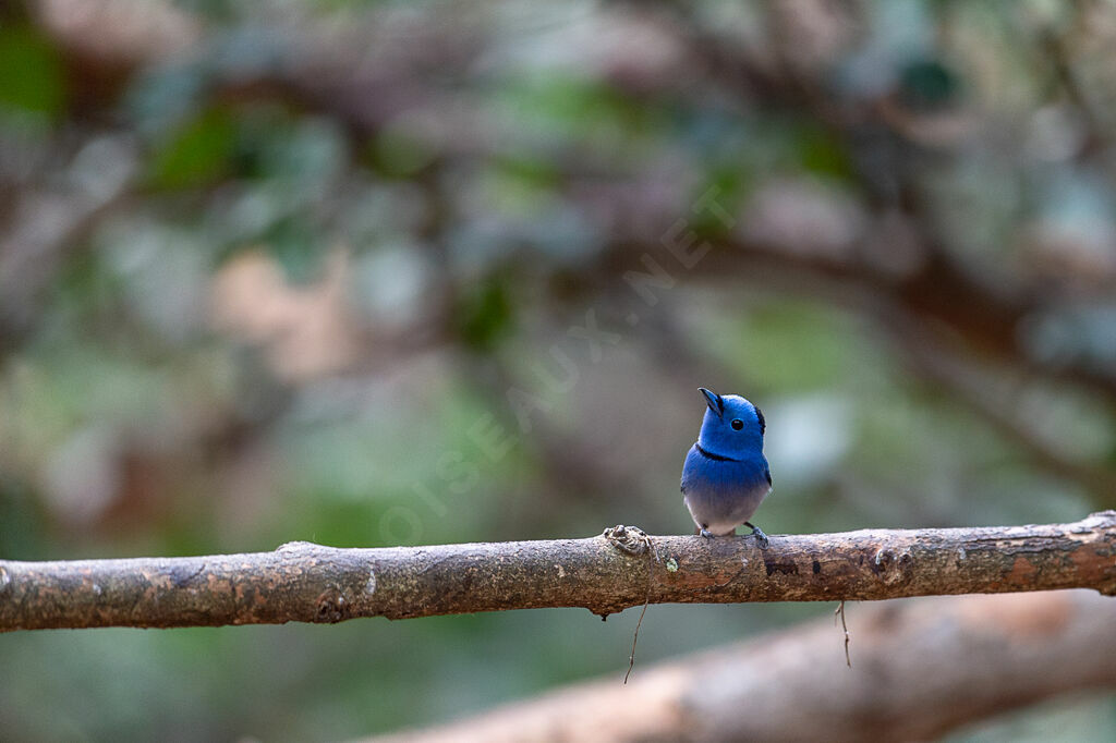 Black-naped Monarch male