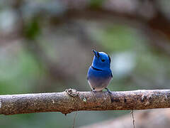 Black-naped Monarch