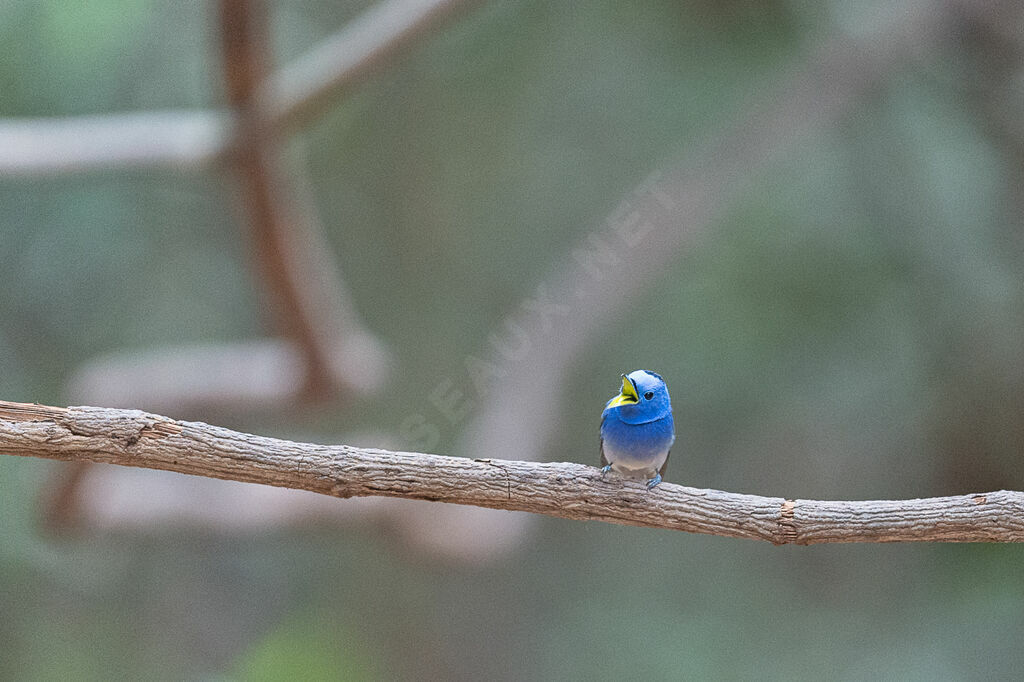 Black-naped Monarch male