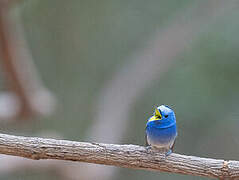 Black-naped Monarch