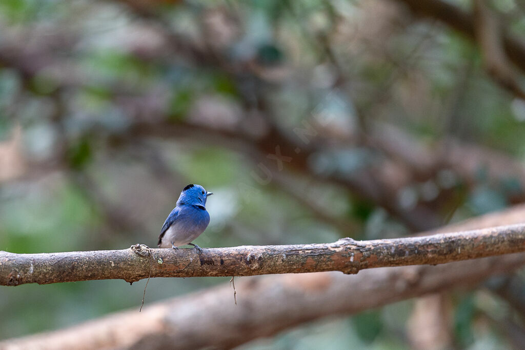 Black-naped Monarch male