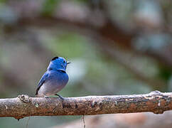 Black-naped Monarch