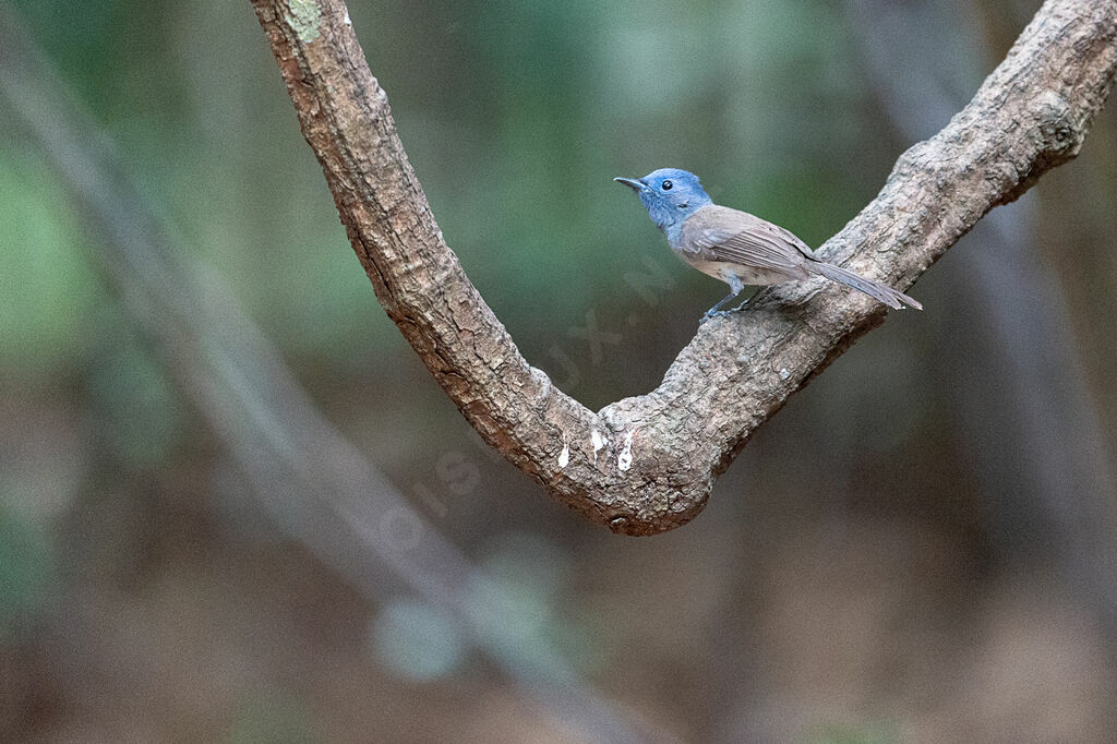 Black-naped Monarch female