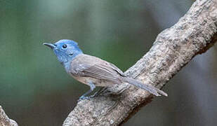 Black-naped Monarch