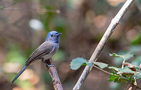 Black-naped Monarch