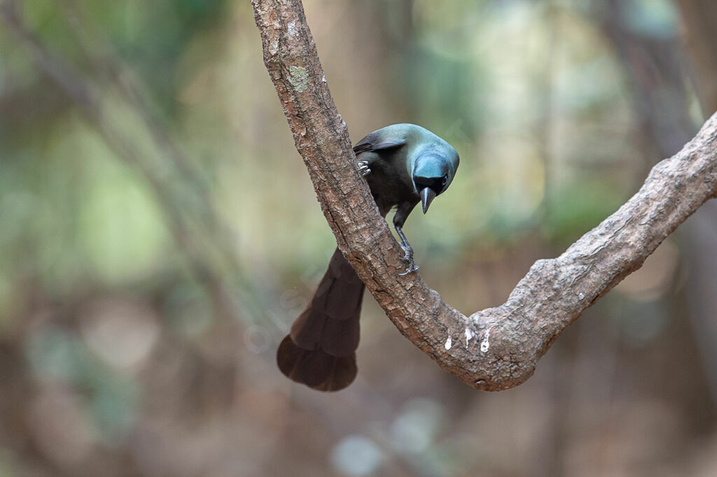 Racket-tailed Treepie